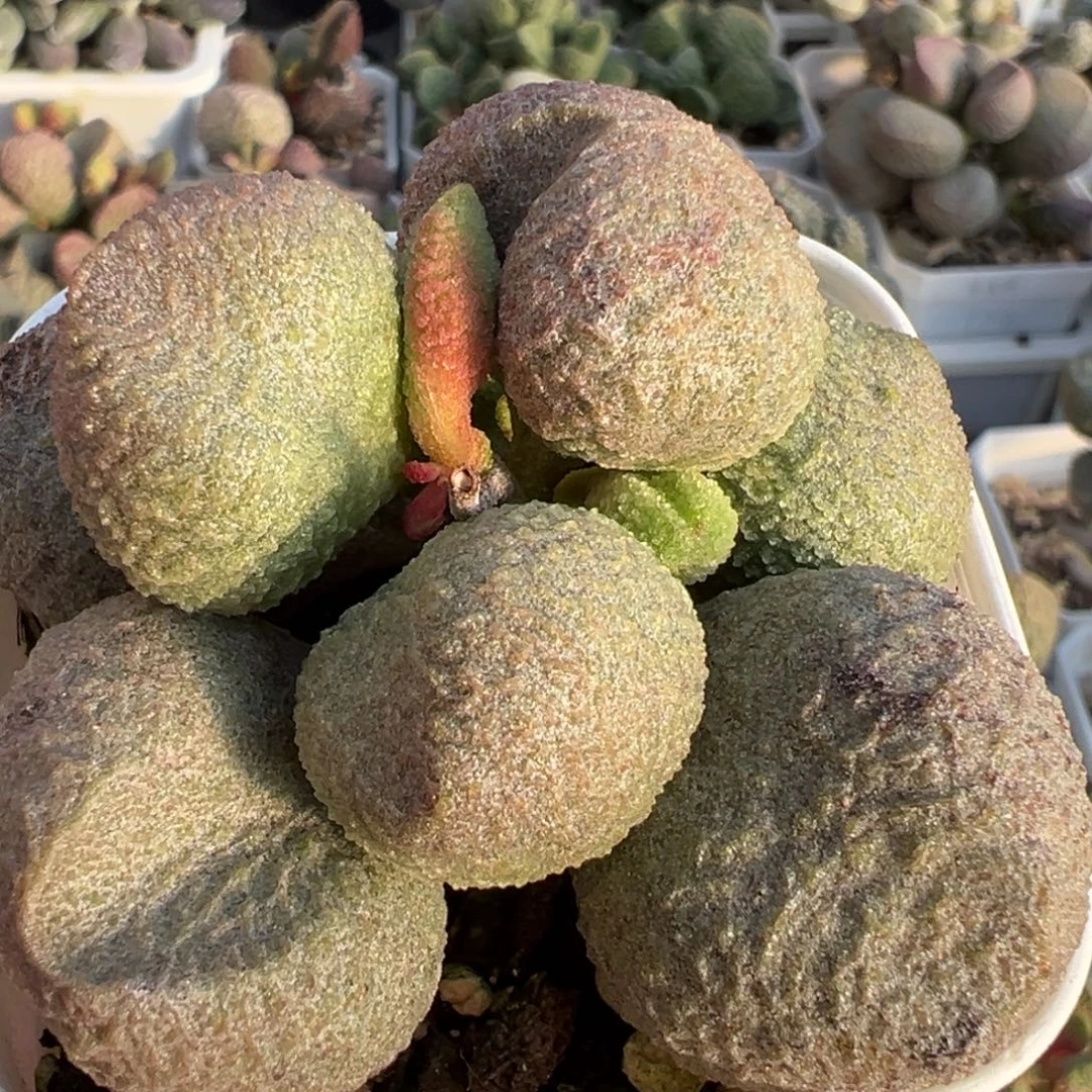 水蜜桃老桩多肉植物水泡多肉植物