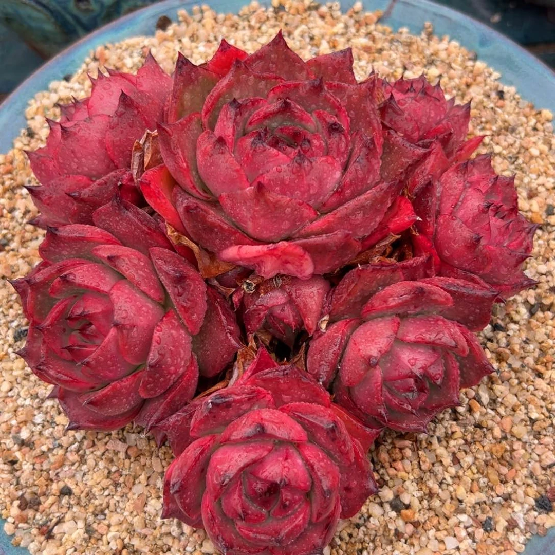 多肉一物一拍编号0208-2980