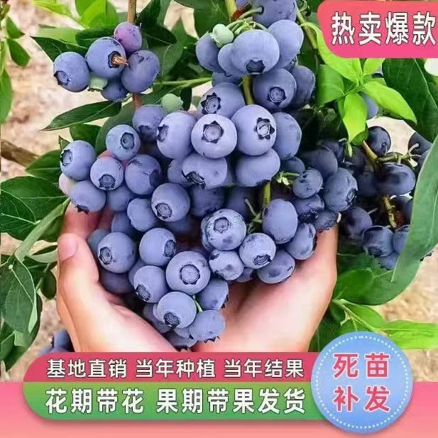 云南大果蓝莓杯苗组培苗庭院阳台耐寒当年结果南北方种植原盆原土
