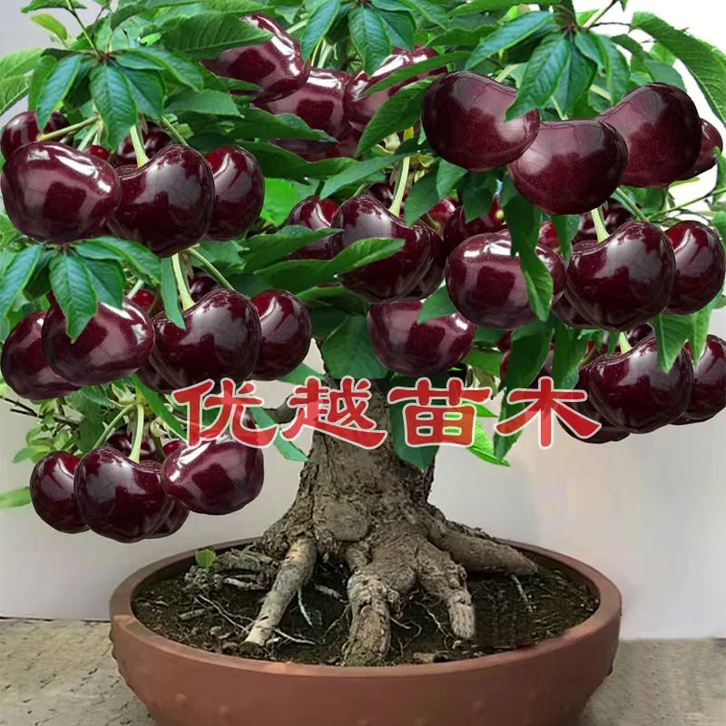 新品种（巴西针叶樱桃）带花芽发货