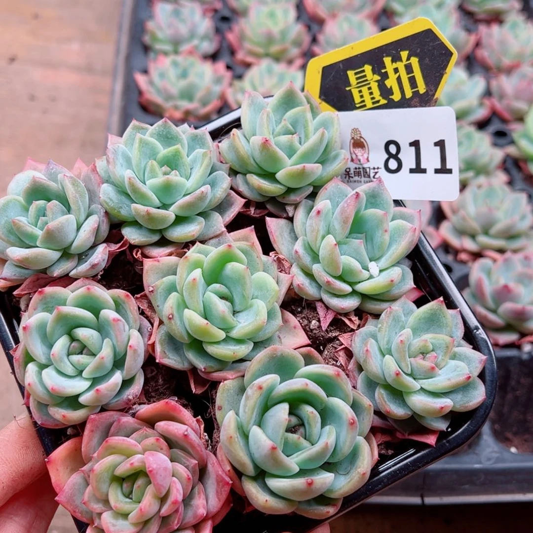 多肉植物多肉植物