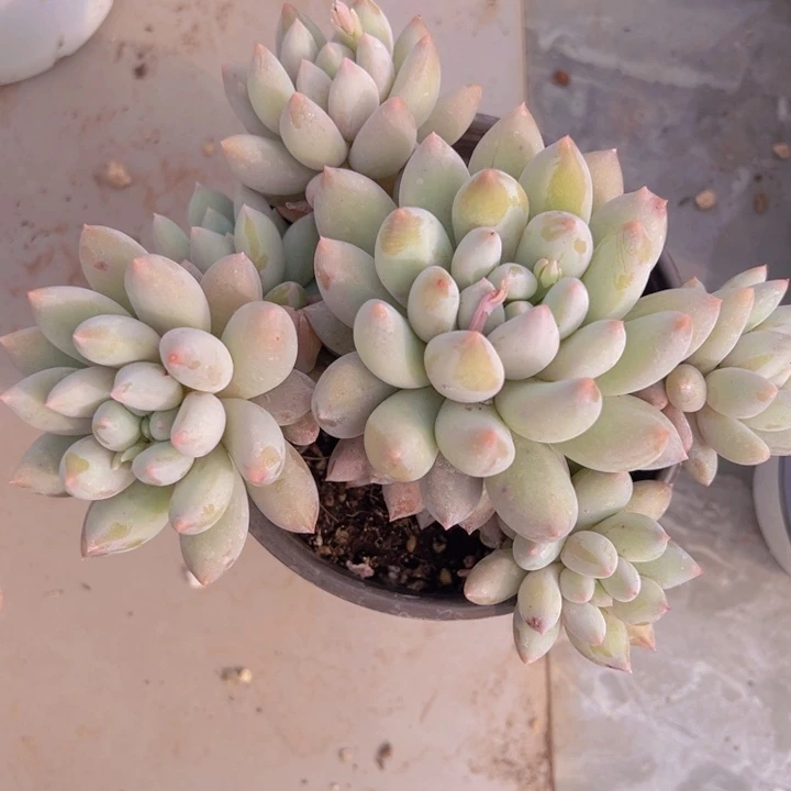 健健康康平平安安