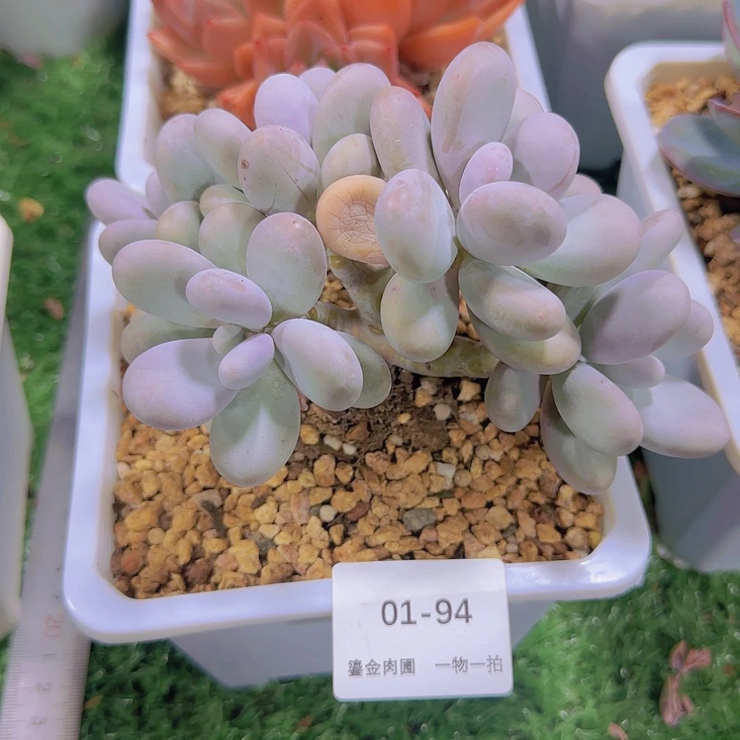 抹***️01-94原始奶