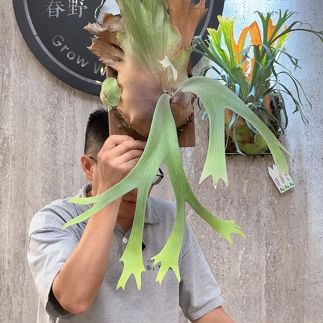 不开花植物爪哇鹿角蕨