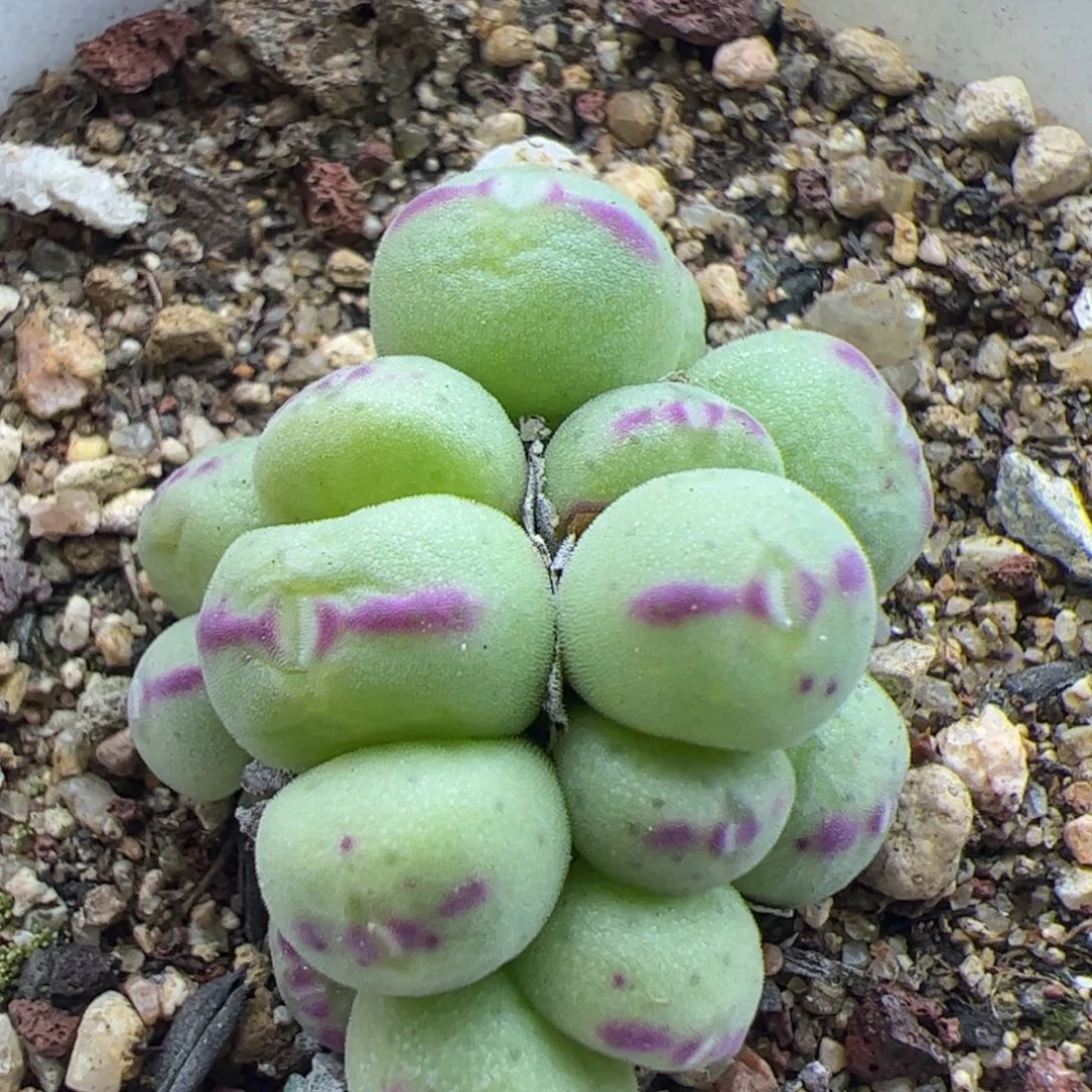 大家过年好22357