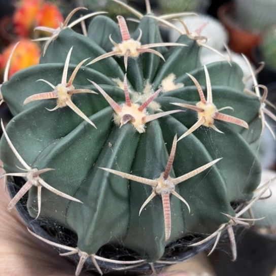 当前无花栽培后可以开花实生凌波