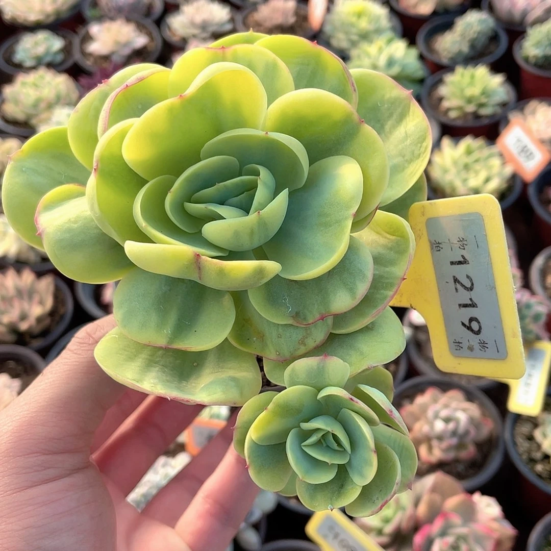 碧桃锦1219号多肉