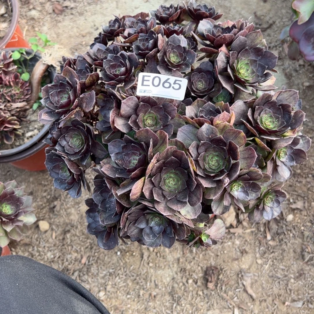 065黑魔多肉植物法师多肉