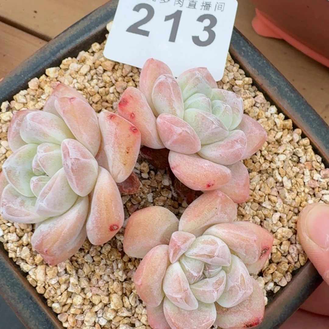 老桩冰玉          摇身一变高富帅，一夜暴富动作快