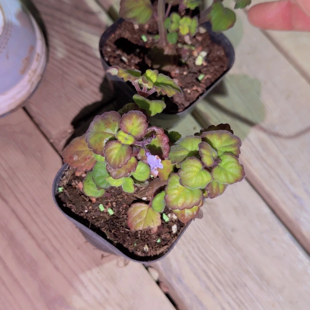 ?*迪块根植物块根植物块根植物