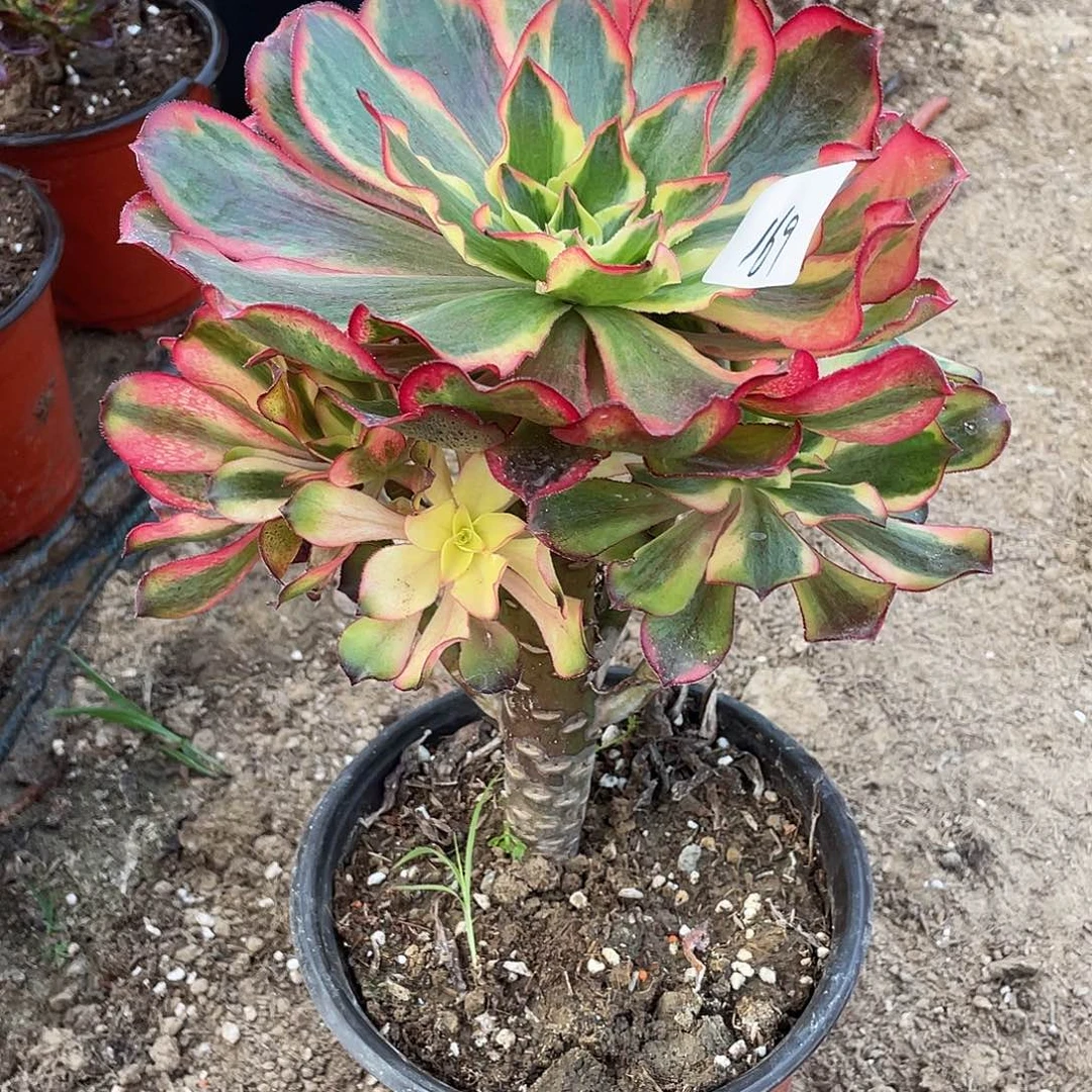 法师植物魅影法师169