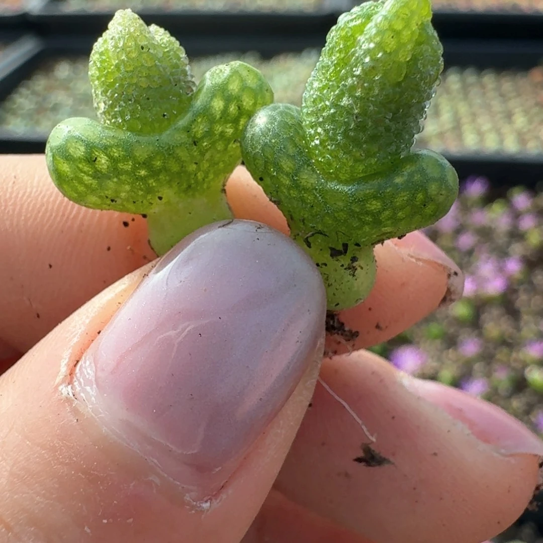 89两颗妖奇玉带花苞0000000000