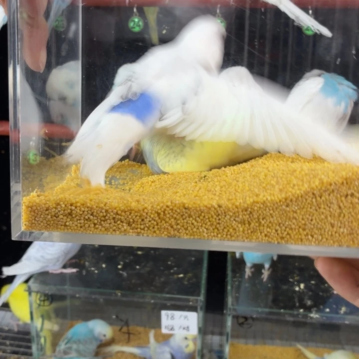 吃***皮虎皮鹦鹉金彩大头虎皮