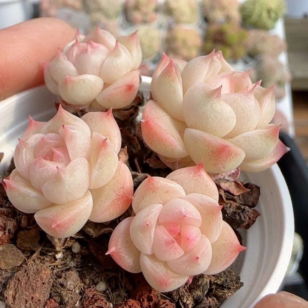 【闪购商品】0119-134粉心海王