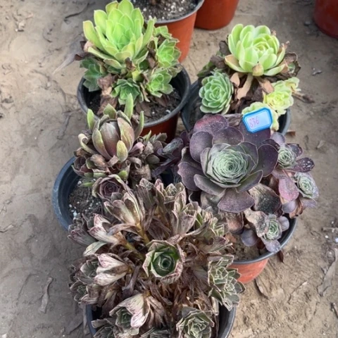 836多肉植物组合，