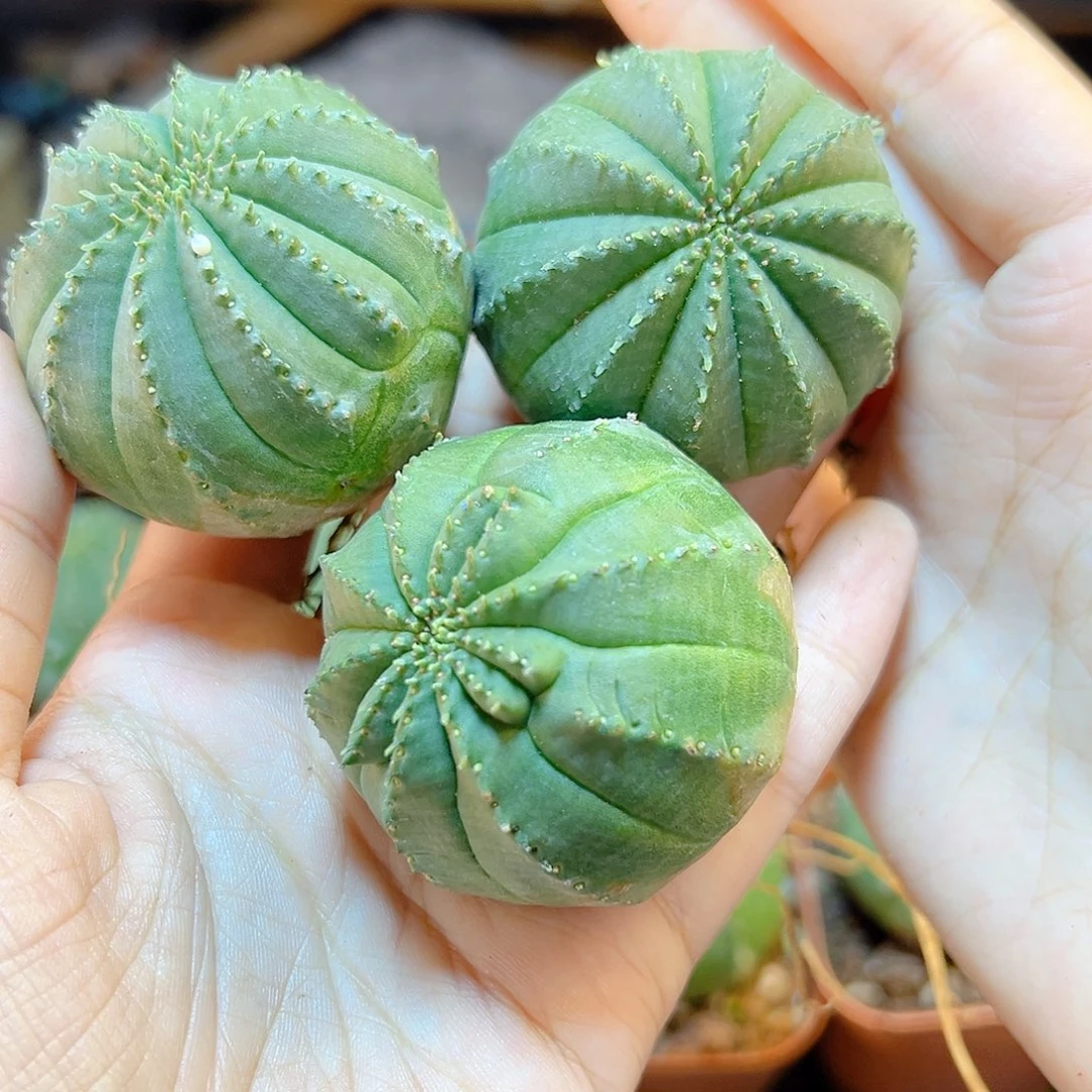 好根泰布4.5公分1颗