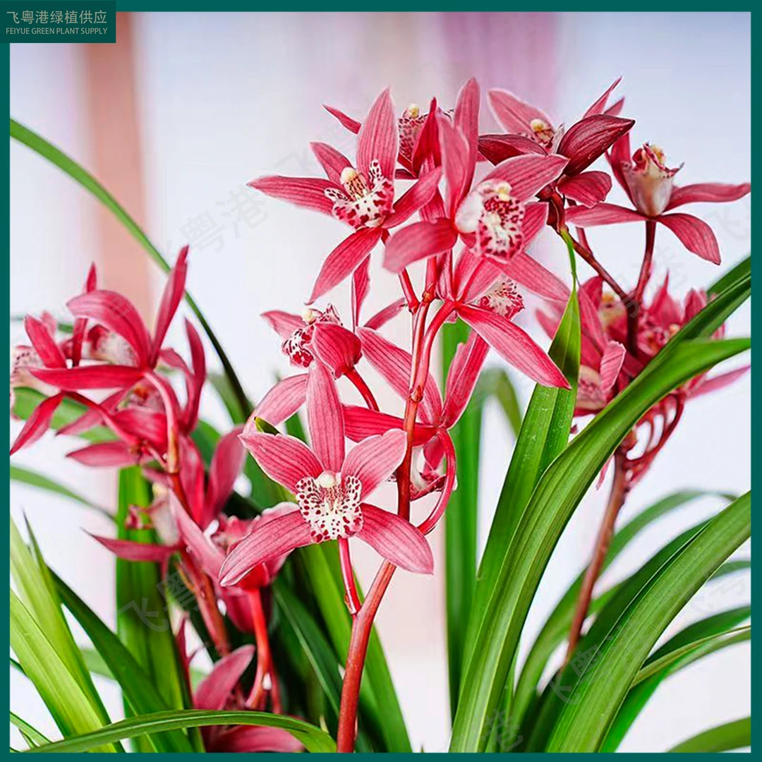 建兰名品金边状元红带2-3花剑起开花浓香兰花室内好养品种