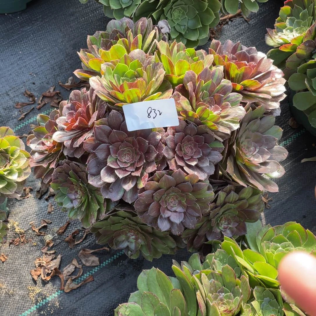 老五多肉832111111