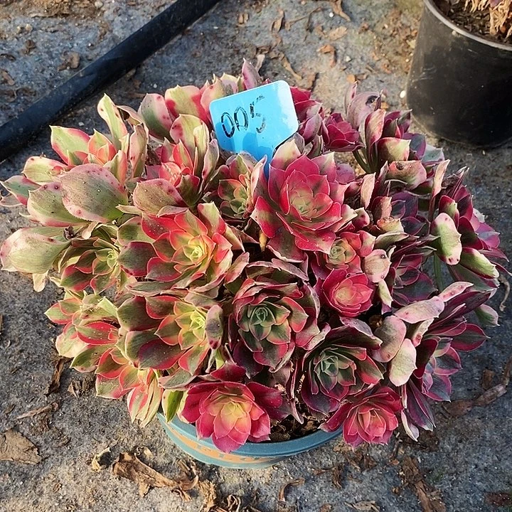 005 一颗粉女巫法师多肉