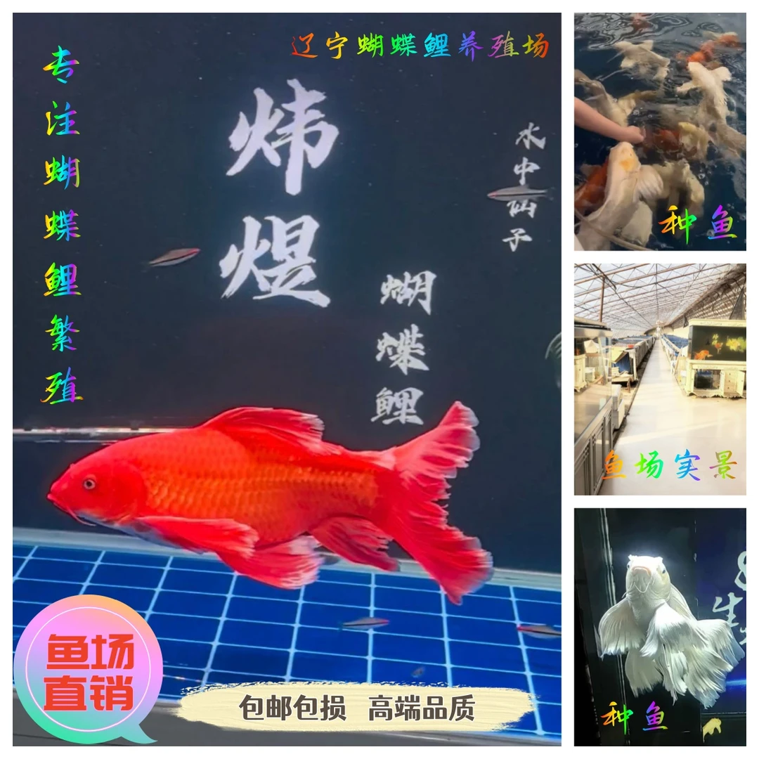 红色普身蝴蝶鲤大鳍大尾观赏鱼招财鱼穿婚纱的鱼