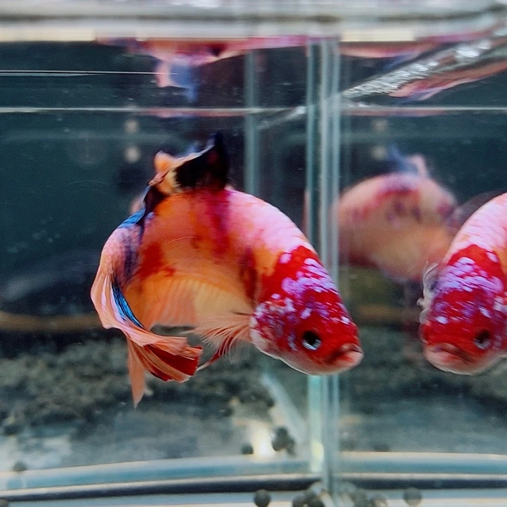 斗鱼黑225号巨斗将军