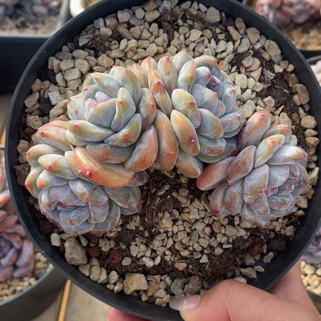 四头短肥圆小包子