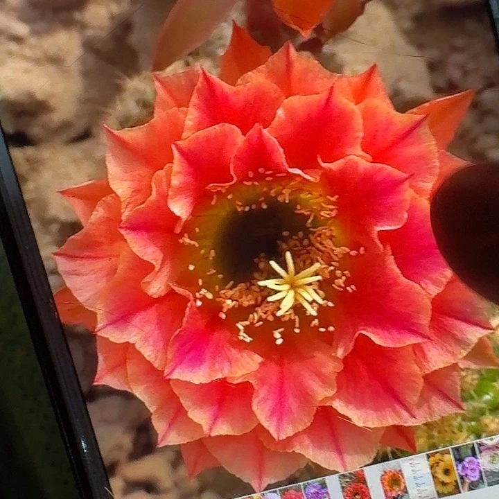 火焰超越根高8公分毛花柱