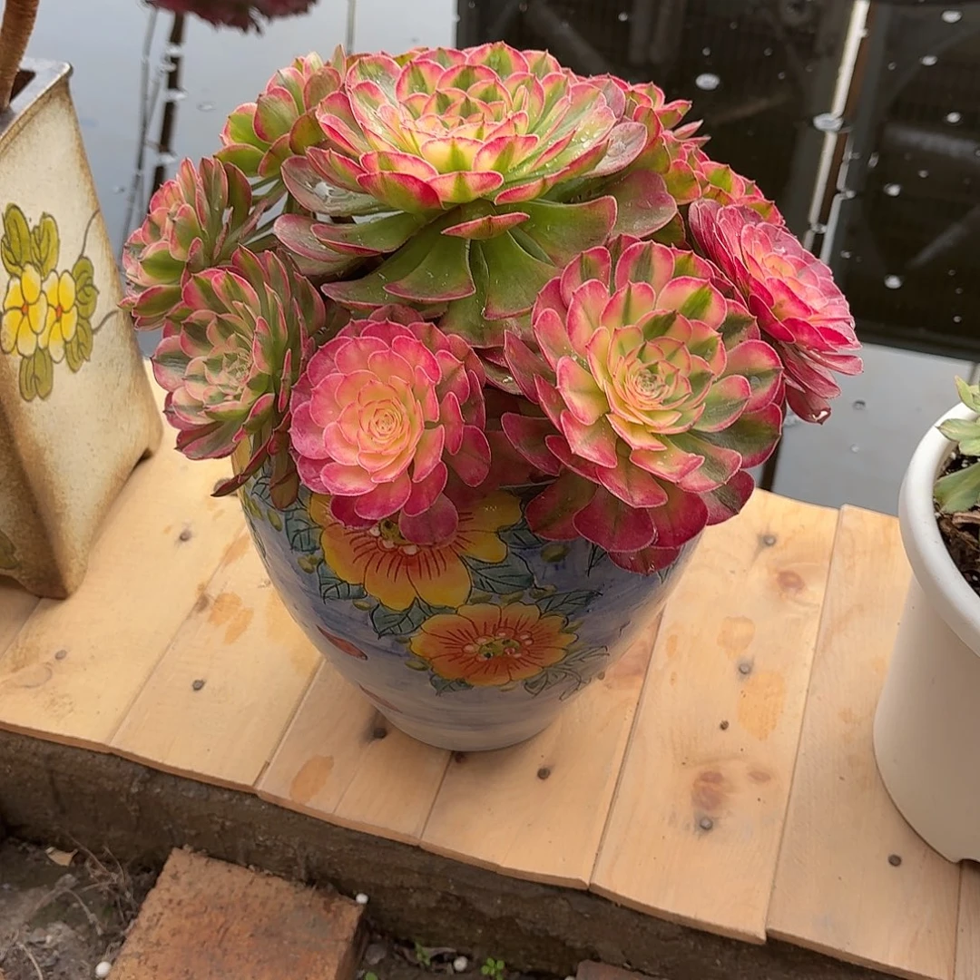 一****荔枝带彩绘盆寄养自提一物一拍