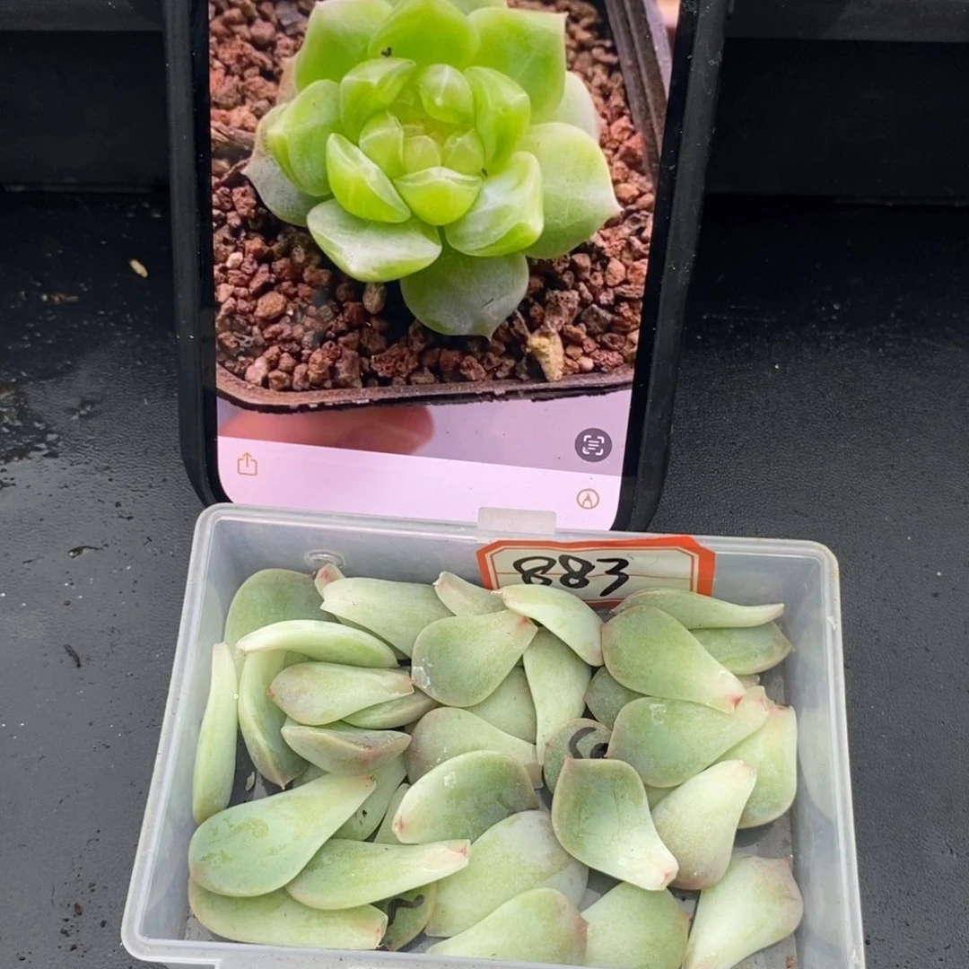 甜心883叶片一个