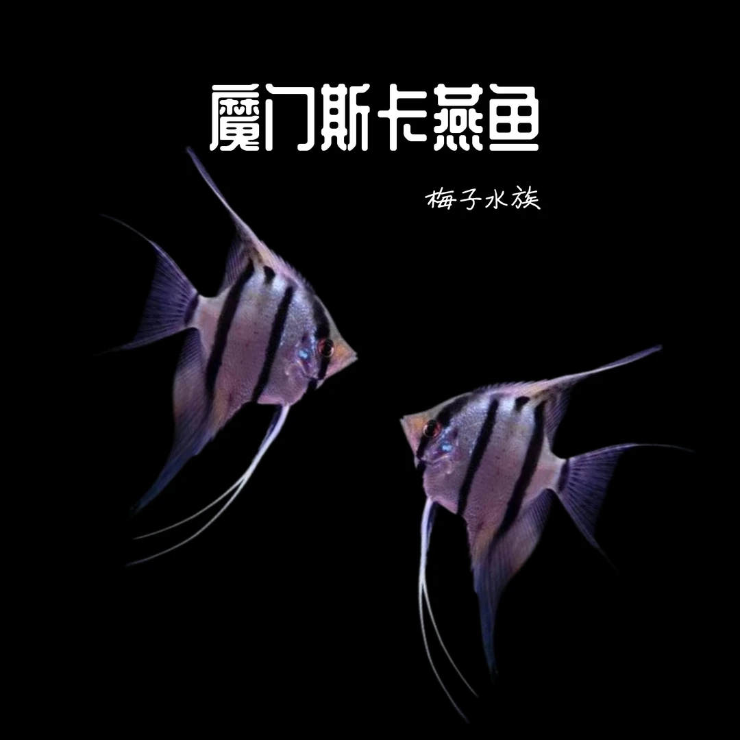 魔门斯卡神仙鱼群游草缸鱼活体小型鱼包邮