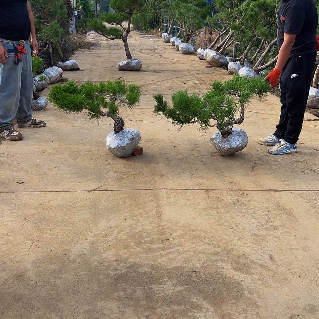 无花朵天*88888888888888