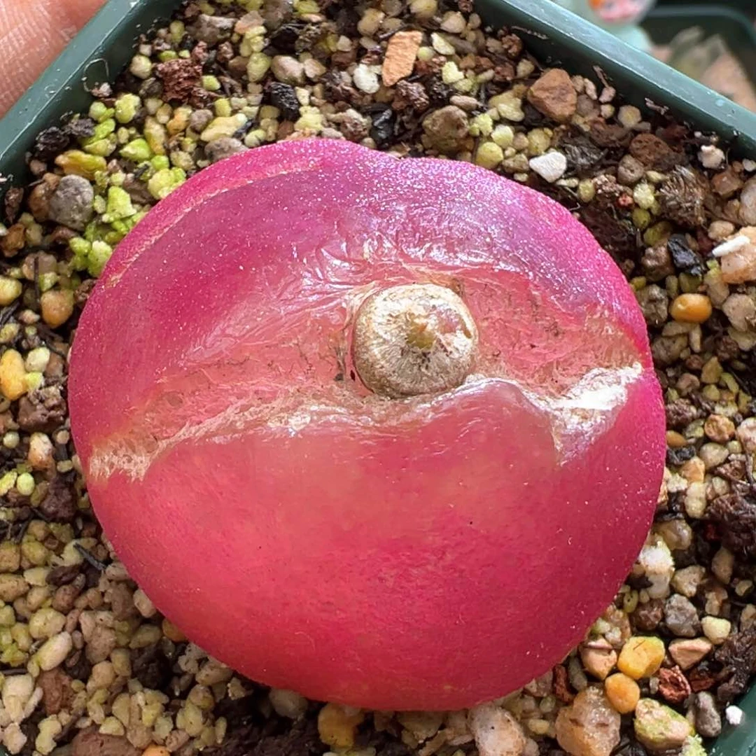 605。红灯泡奶奶。老母本 4厘米