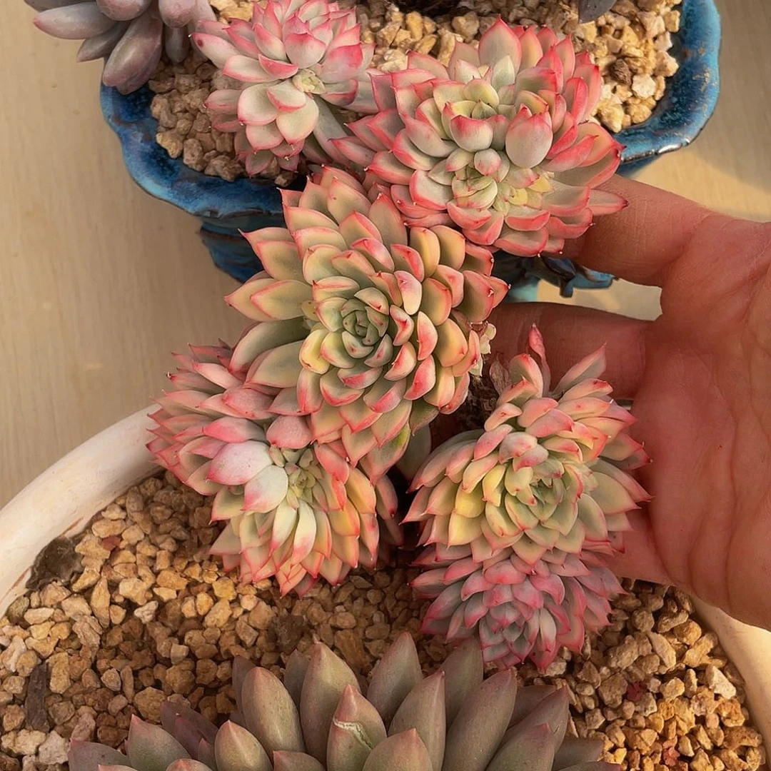 女雏锦多肉多肉多肉