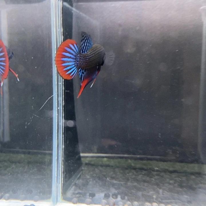 斗鱼泰国斗鱼476号