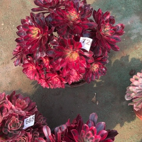 暖*726香奈儿朵朵多肉