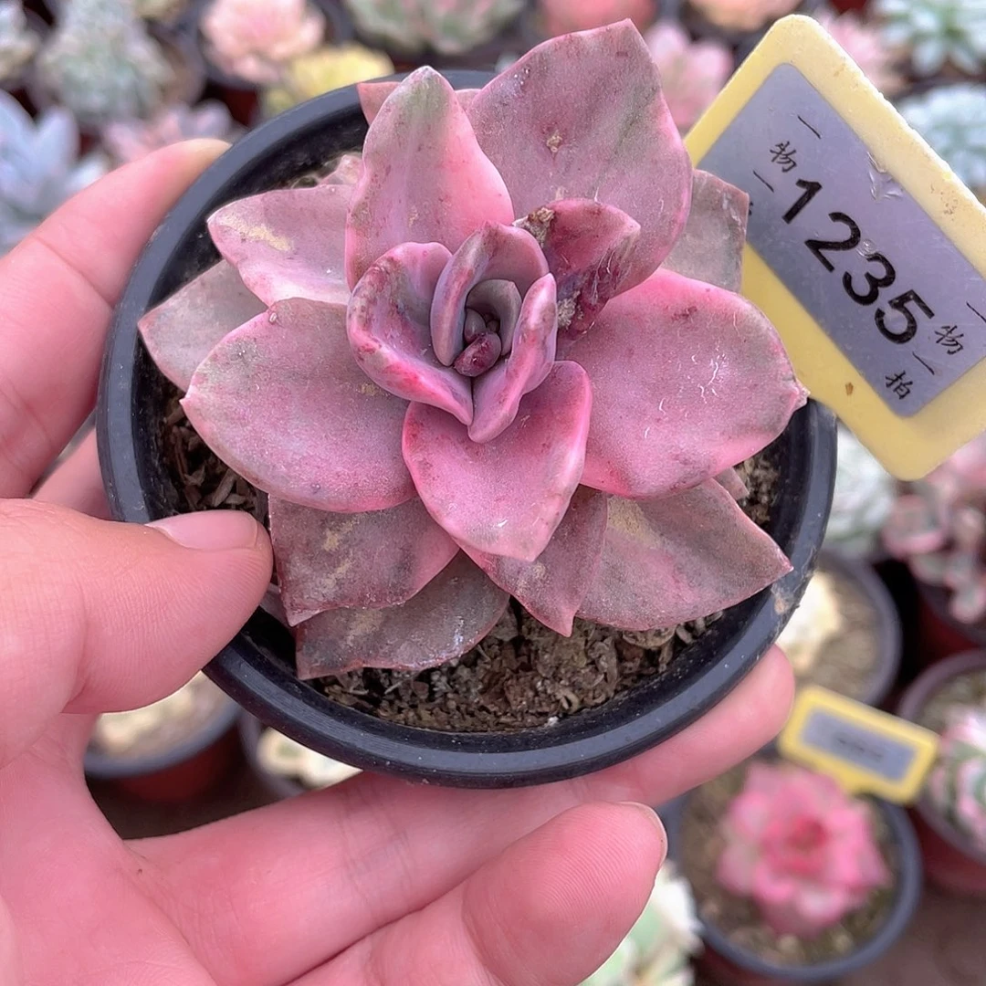 旭赫锦1235号多肉