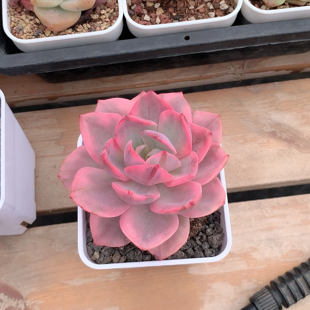 粉哈林锦多肉植物老桩