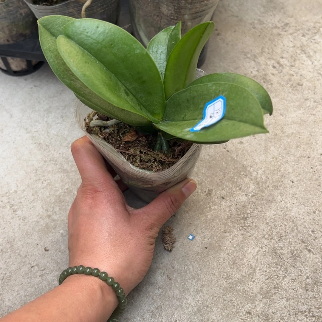 风***平当前无花栽培后可以开花1852紫水晶双头