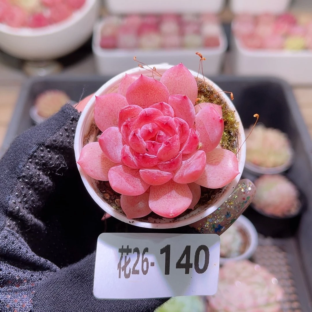 花利美26-140果汁