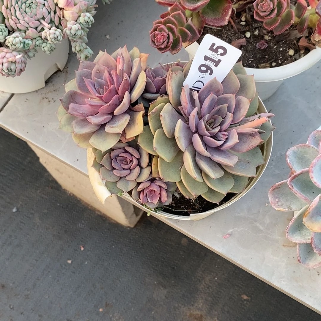 定***机915红玫瑰多肉植物