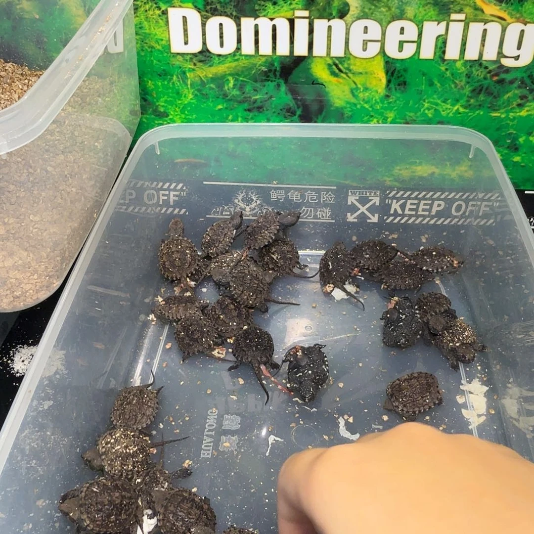 金***乌不分公母小鳄龟福利价108