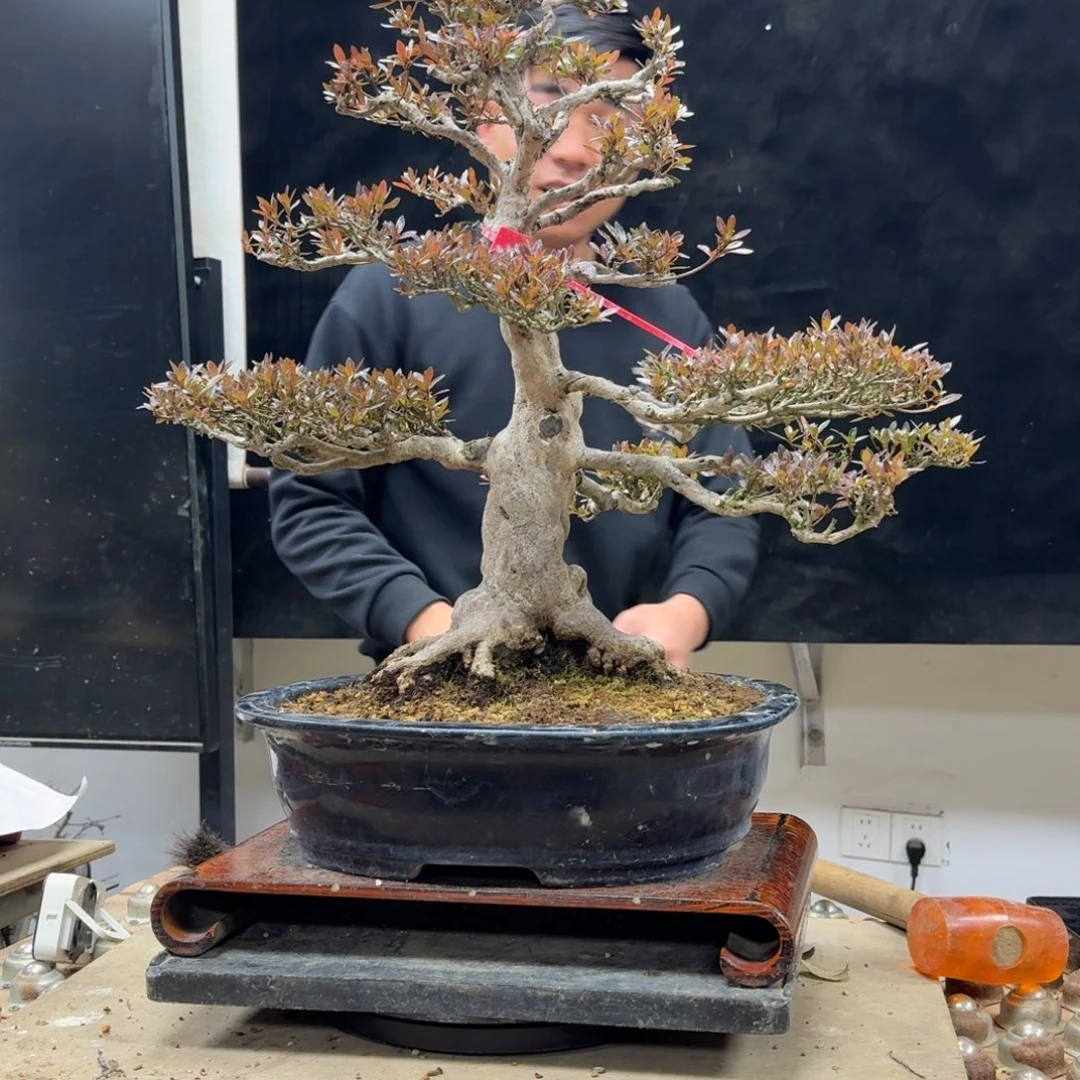 盆景不包邮顺丰到付庸**?232