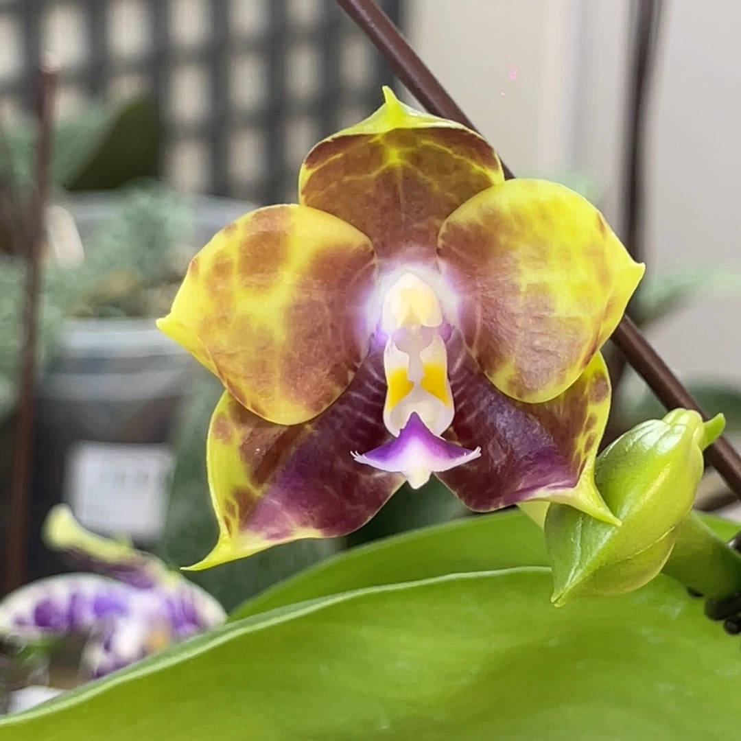 完全开放弥陀714-2356