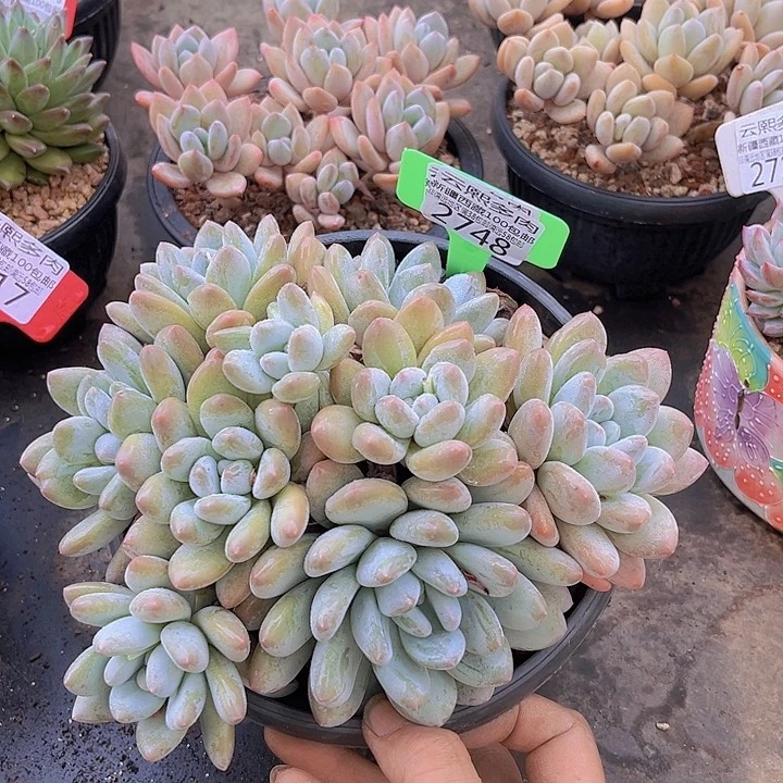 2748香水。