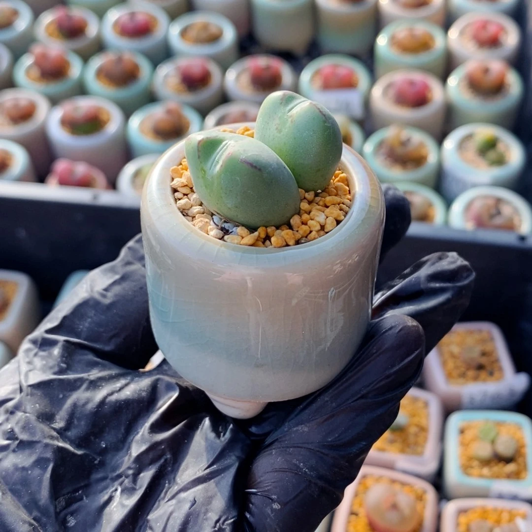 3781--一物一拍 带盆