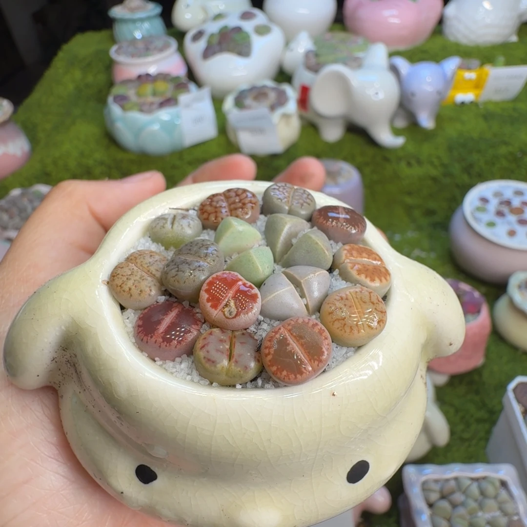 萝****多肉植物福利冲562