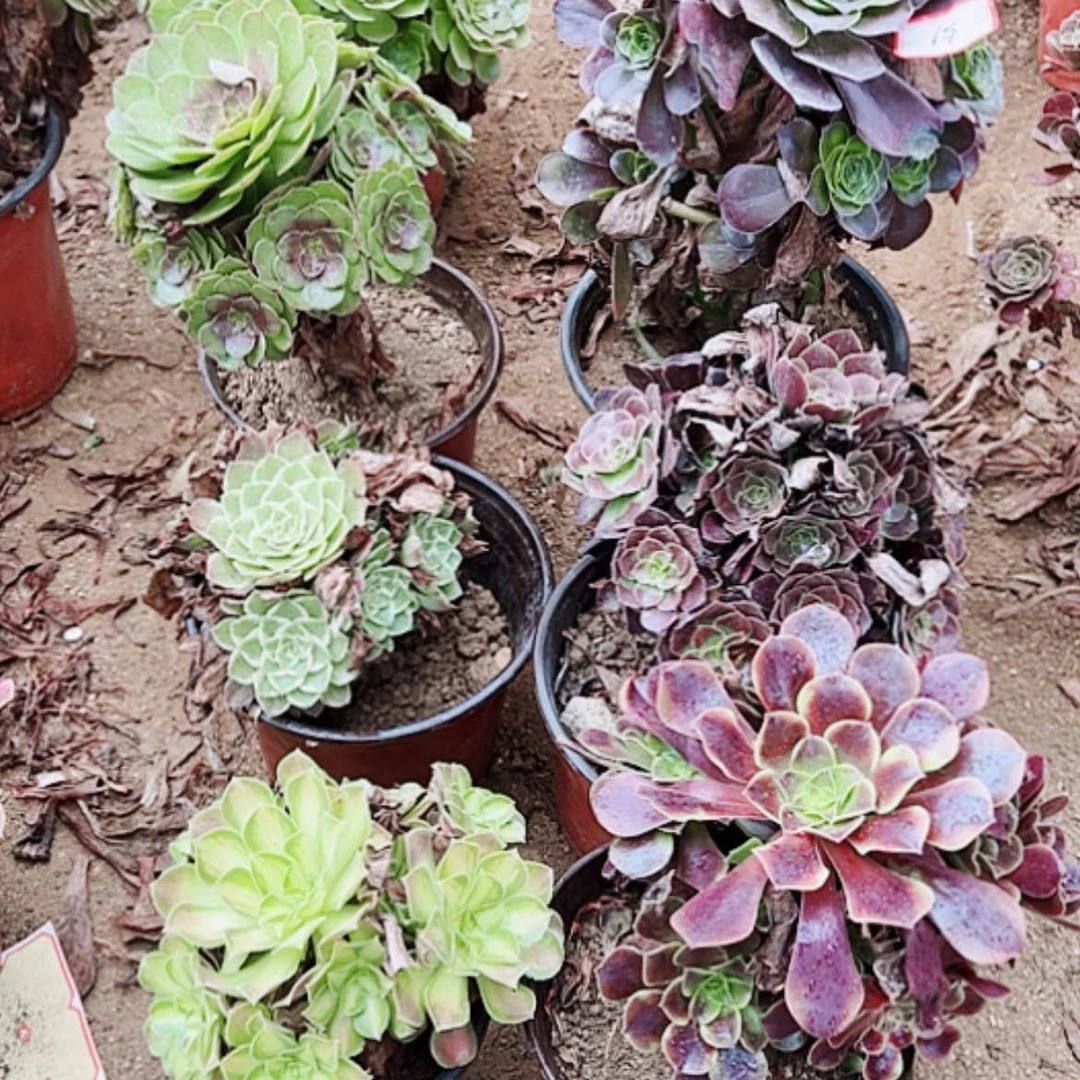 【闪购商品】无花朵@*妮51号套餐6颗多肉植物