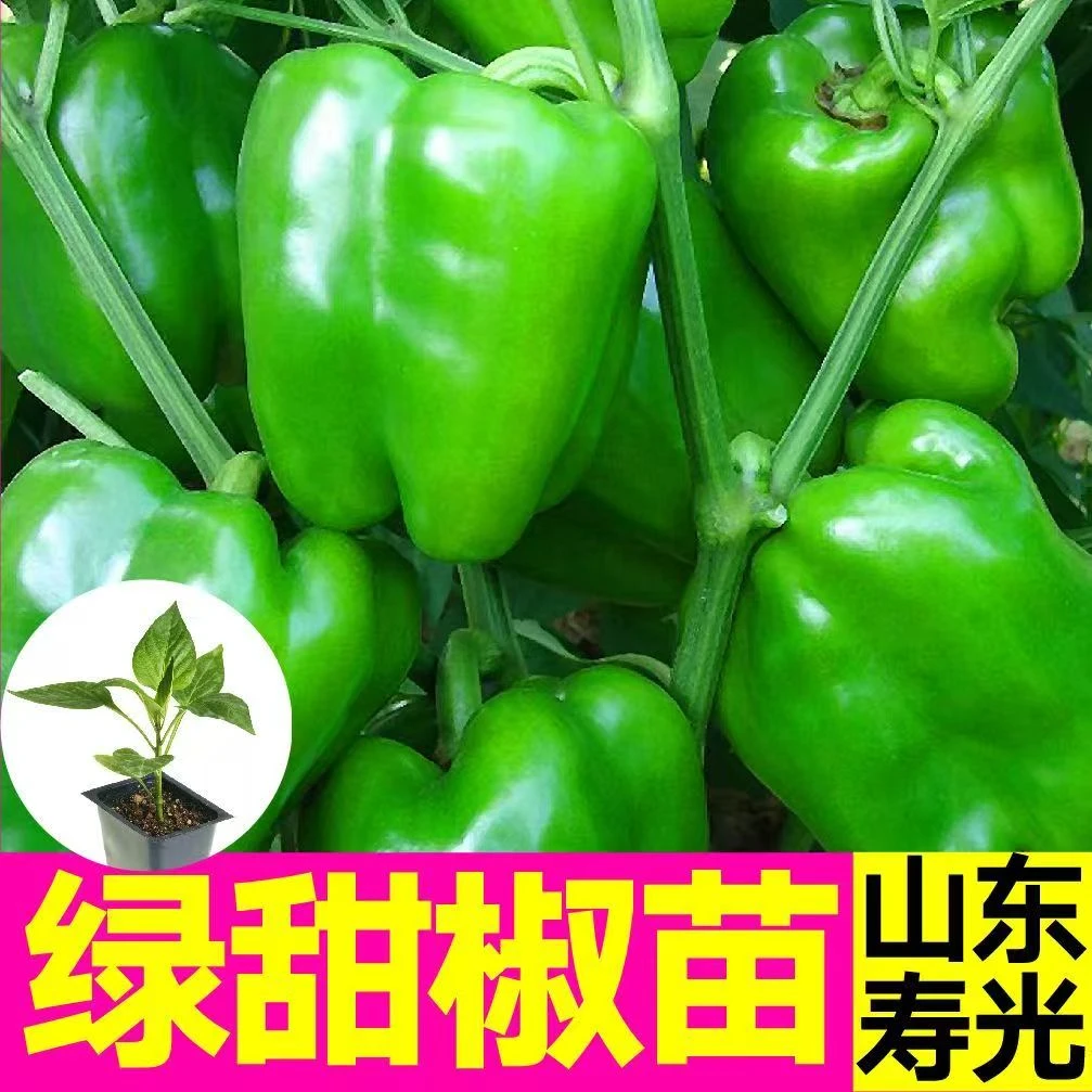 寿光绿方椒秧苗易种带土球圆椒甜椒种苗四季种植阳台庭院蔬菜苗