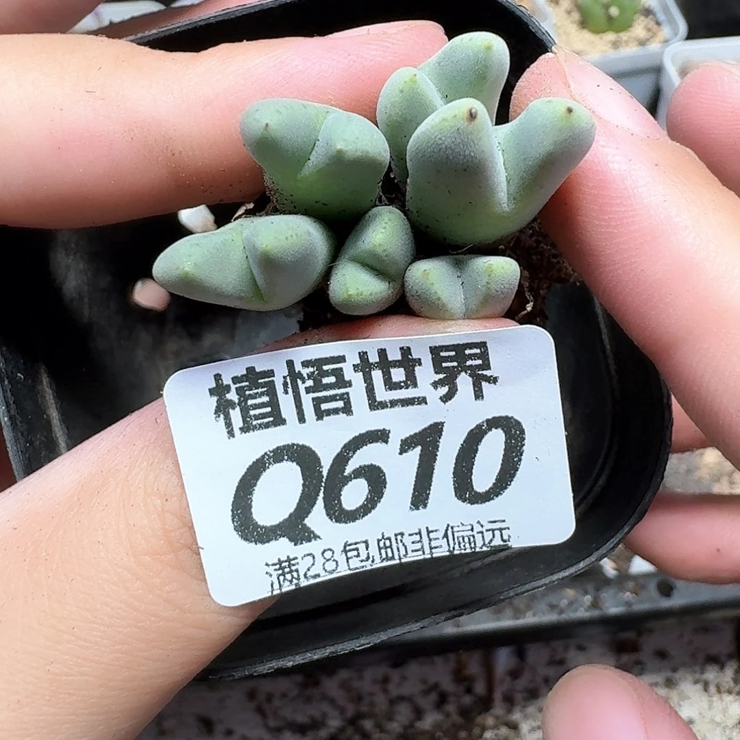 drzwdrzwde多肉植物