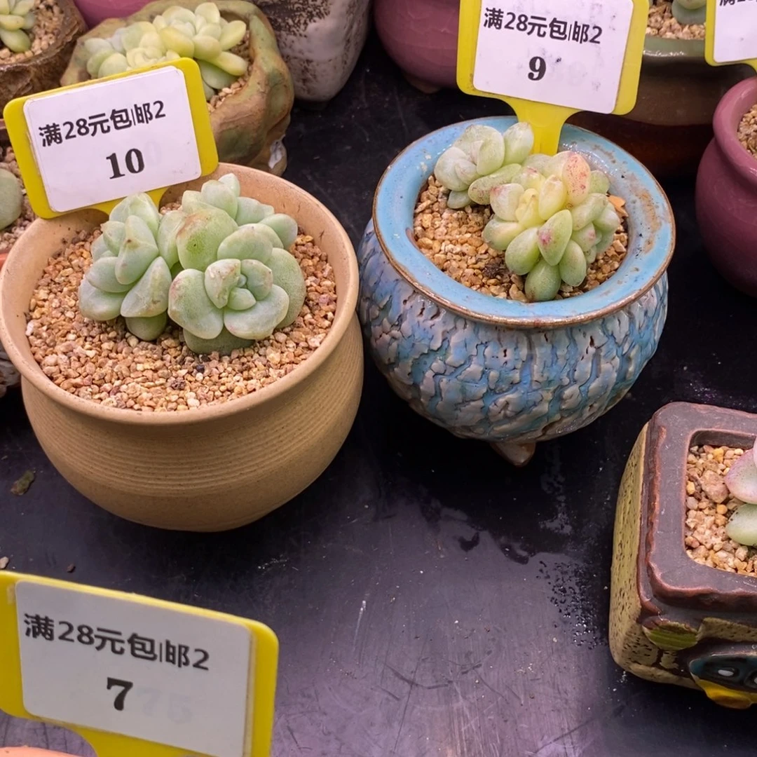 上***咩210.29冰玉石化锦多肉……